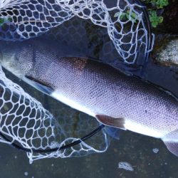 イトウ記録更新！ ～フィッシングパーク高島の泉～